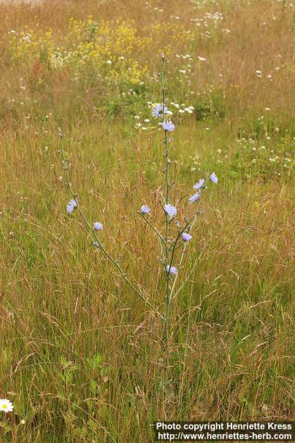 Photo: Cichorium intybus 21.