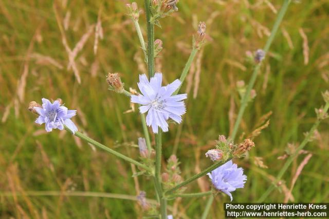 Photo: Cichorium intybus 22.