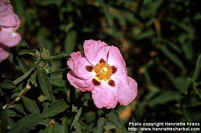 Photo: Cistus.