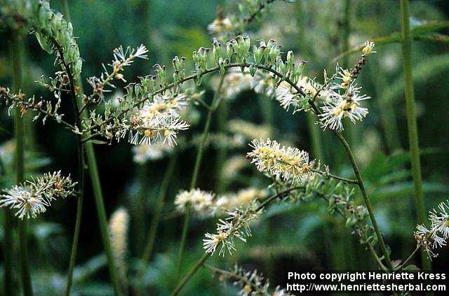 Photo: Cimicifuga europaea 1.