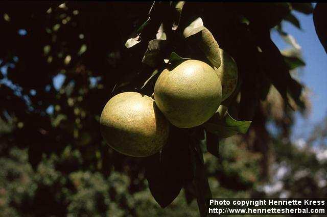 Photo: Citrus x paradisi.