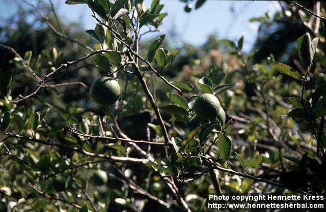 Photo: Citrus sinensis.