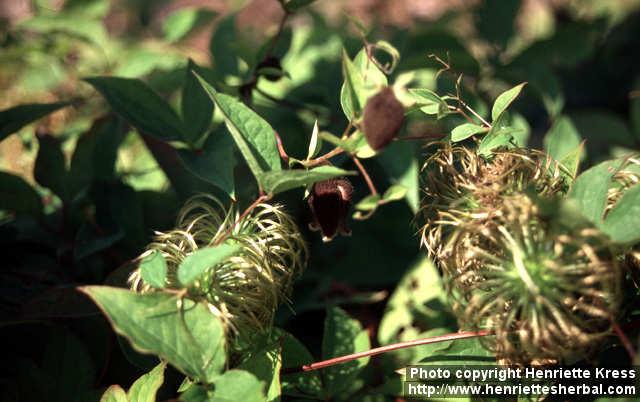 Photo: Clematis fusca 1.