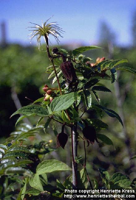 Photo: Clematis fusca.