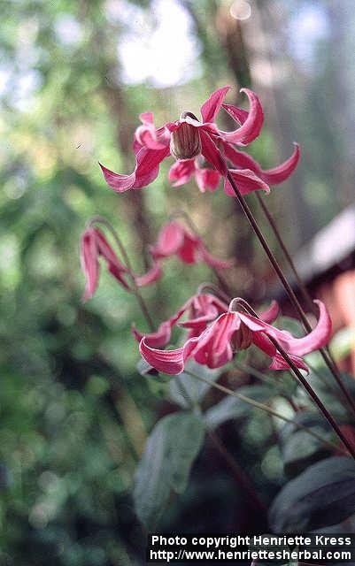 Photo: Clematis integrifolia 2.