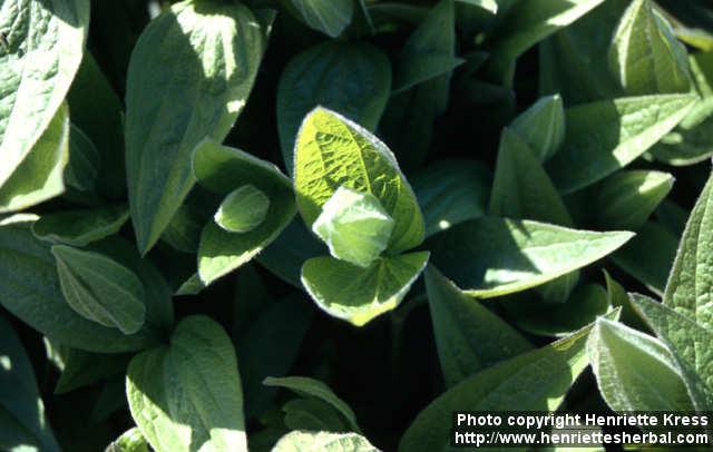 Photo: Clematis integrifolia 4.