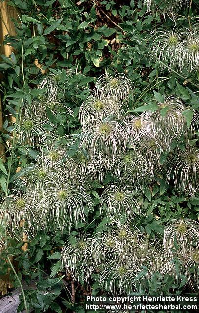 Photo: Clematis tangutica.