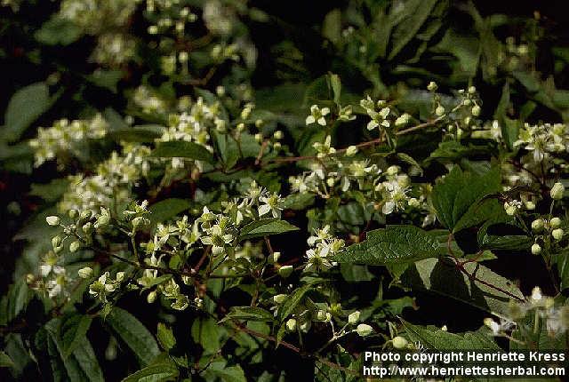 Photo: Clematis virginiana 1.