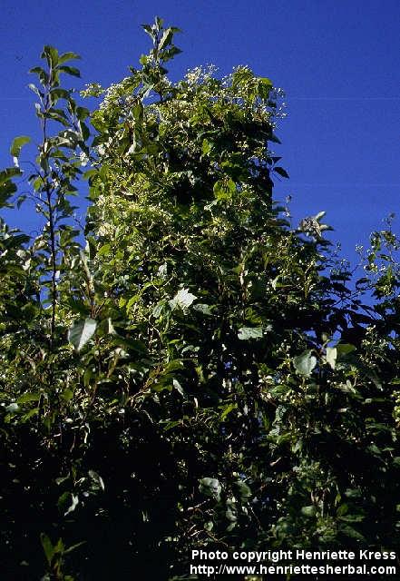 Photo: Clematis virginiana.