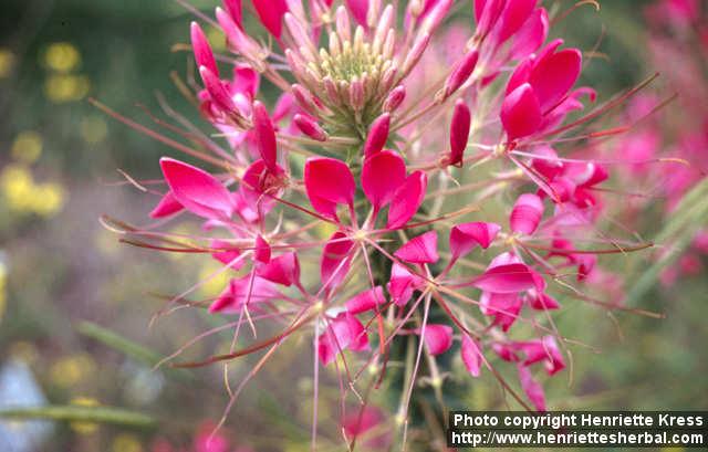 Photo: Cleome hassleriana 3.