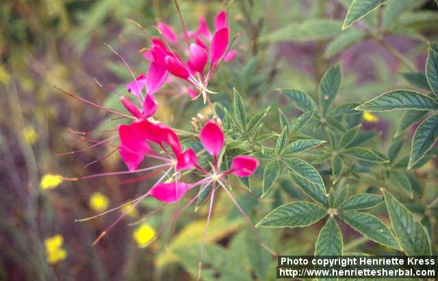 Photo: Cleome hassleriana 4.