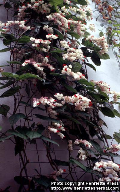 Photo: Clerodendrum thomsoniae 1.