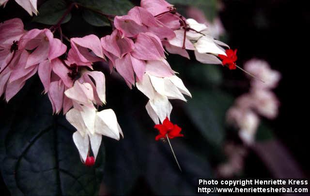 Photo: Clerodendrum thomsoniae 2.