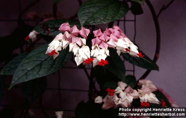 Photo: Clerodendrum thomsoniae.