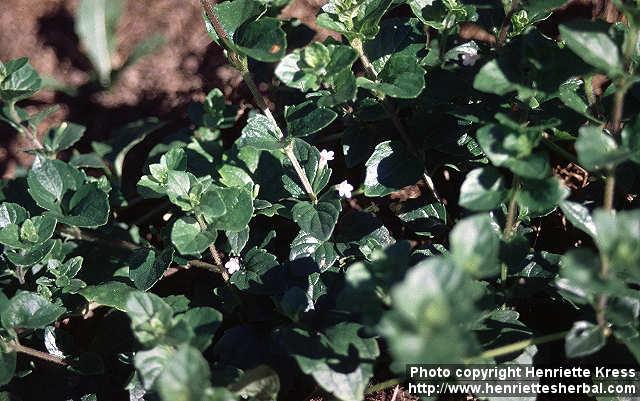 Photo: Clinopodium douglasii 1.