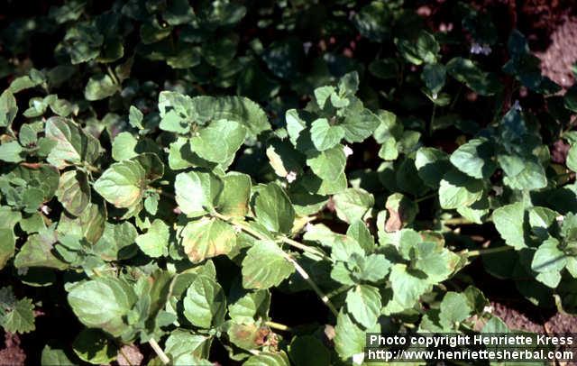 Photo: Clinopodium douglasii 2.