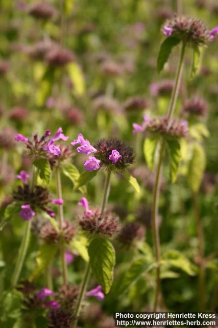 Photo: Clinopodium vulgare 5.