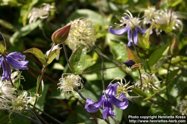 Photo: Clematis integrifolia 8.