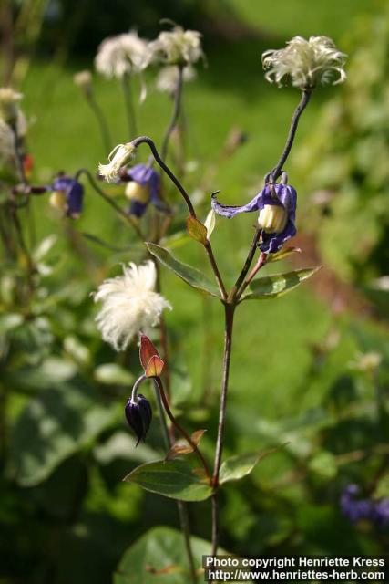 Photo: Clematis integrifolia 9.