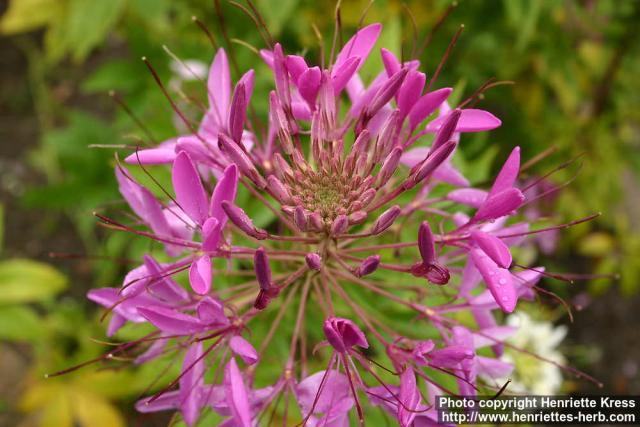 Photo: Cleome hassleriana 7.