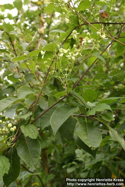 Photo: Clematis virginiana 2.