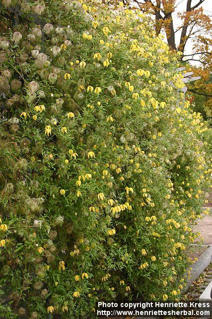 Photo: Clematis tangutica 4.