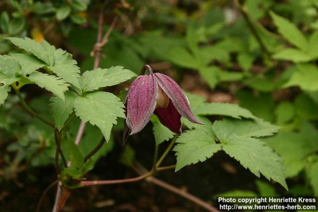 Photo: Clematis ochotensis 1.