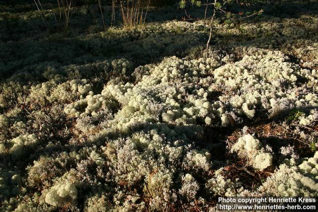 Photo: Cladonia 3.