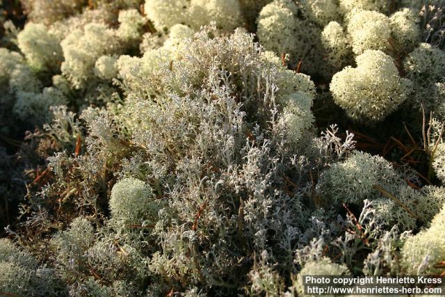 Photo: Cladonia 6.