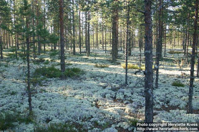 Photo: Cladonia 8.