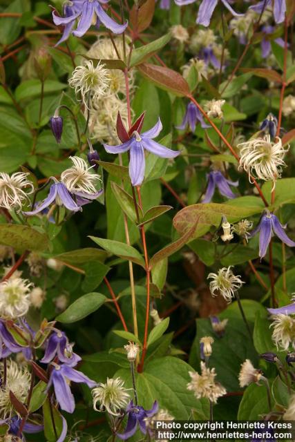 Photo: Clematis integrifolia 10.