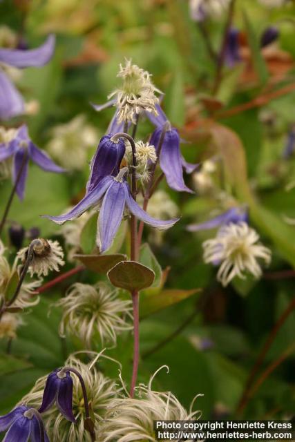 Photo: Clematis integrifolia 12.