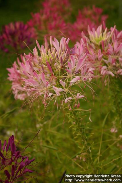 Photo: Cleome spinosa.