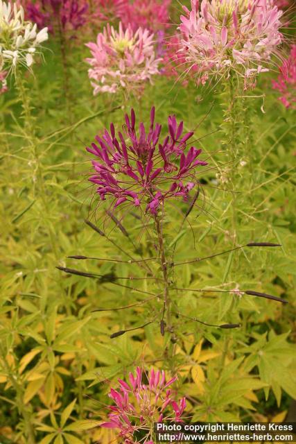 Photo: Cleome spinosa 1.