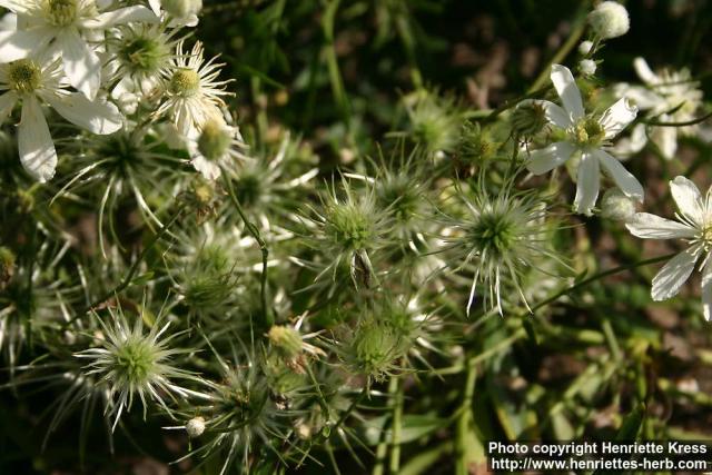 Photo: Clematis angustifolia 2.