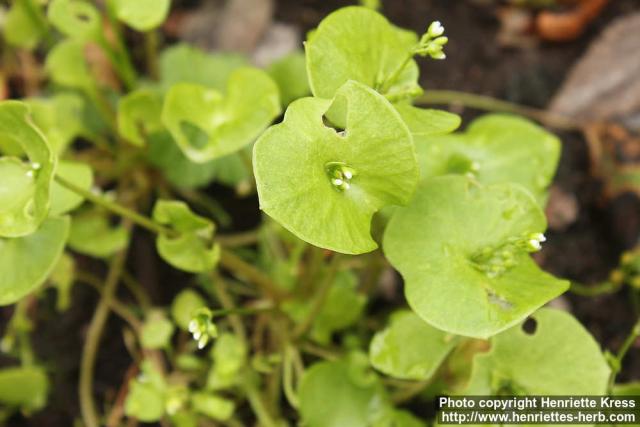 Photo: Claytonia perfoliata 2.