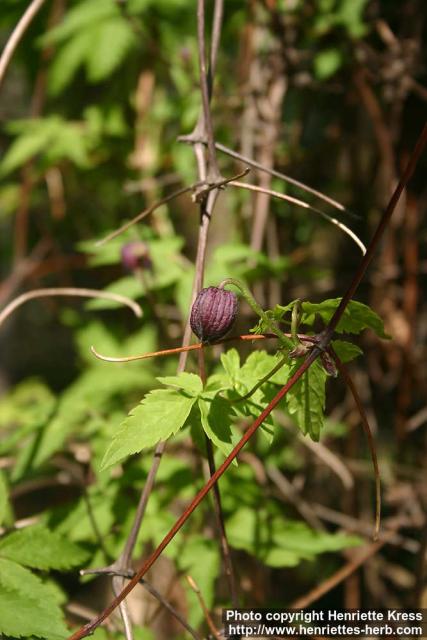 Photo: Clematis ochotensis 4.