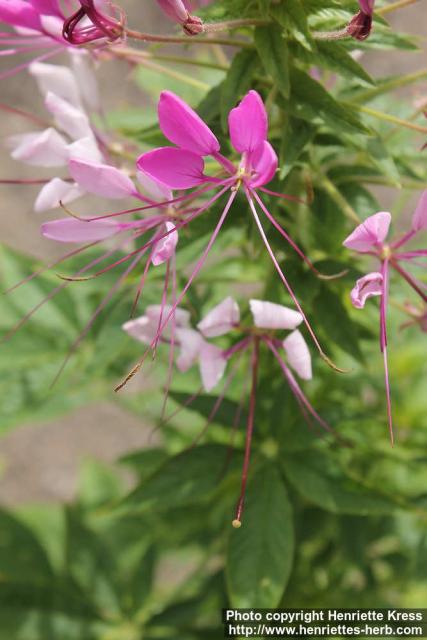 Photo: Cleome hassleriana 09.