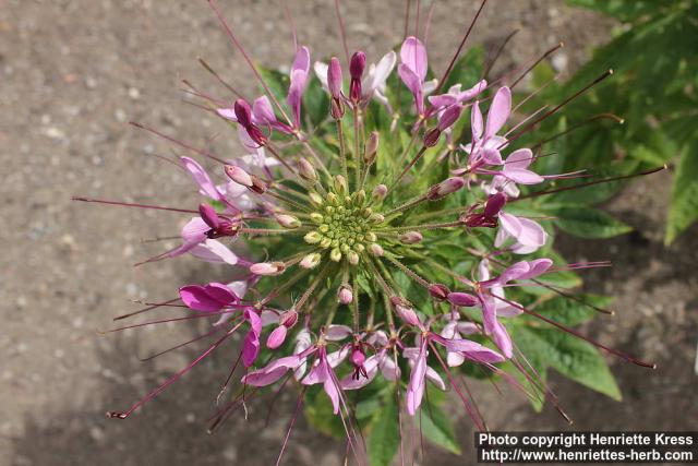 Photo: Cleome hassleriana 13.