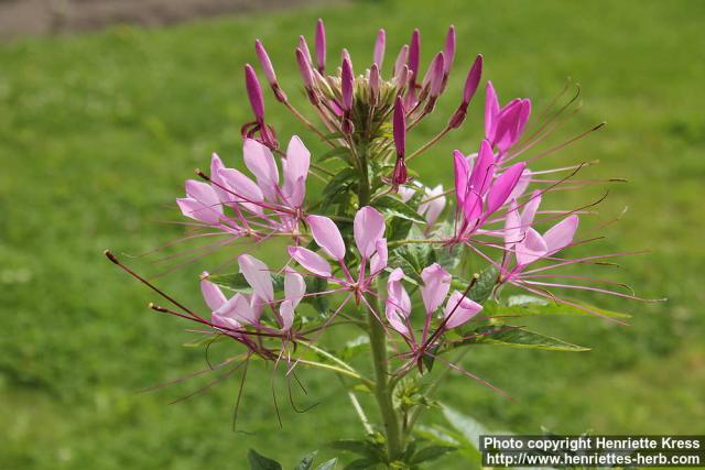 Photo: Cleome hassleriana 15.