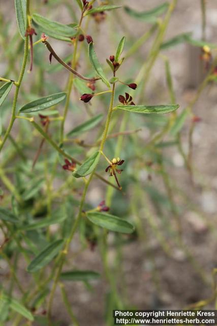 Photo: Cleome violacea 1.