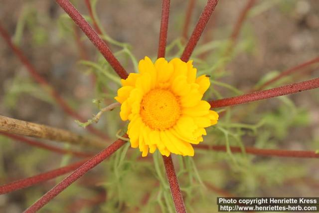 Photo: Cladanthus arabicus 09.