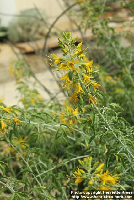 Photo: Cleome arborea 0.