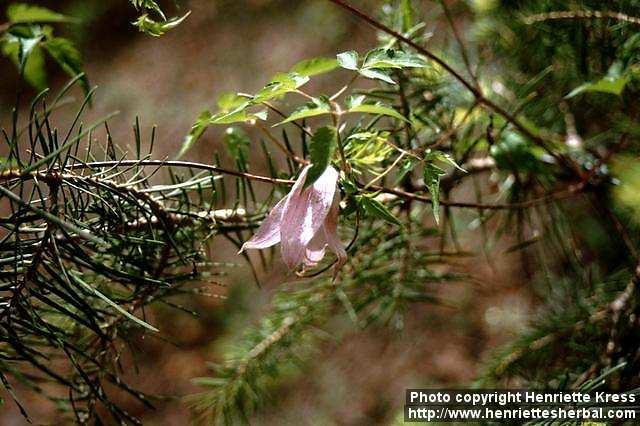 Photo: Clematis columbiana.