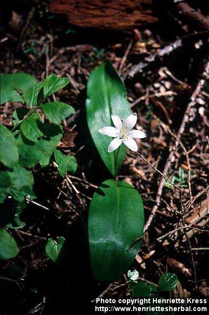 Photo: Clintonia uniflora.