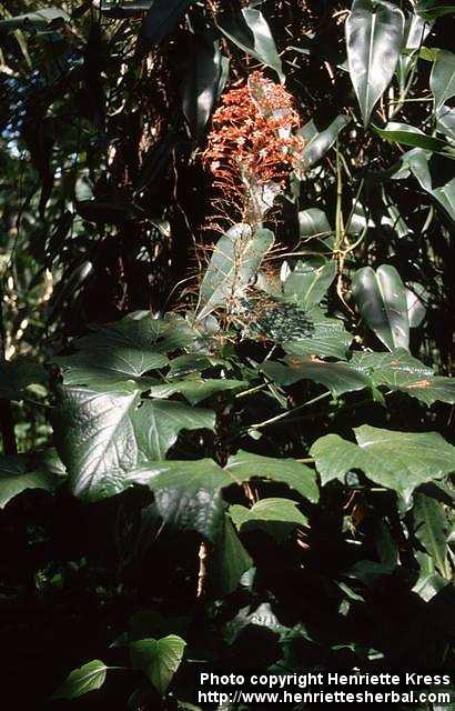 Photo: Clerodendrum paniculatum.