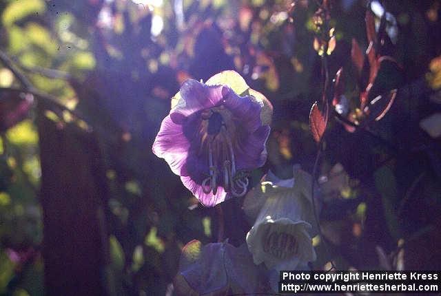 Photo: Cobaea scandens 2.