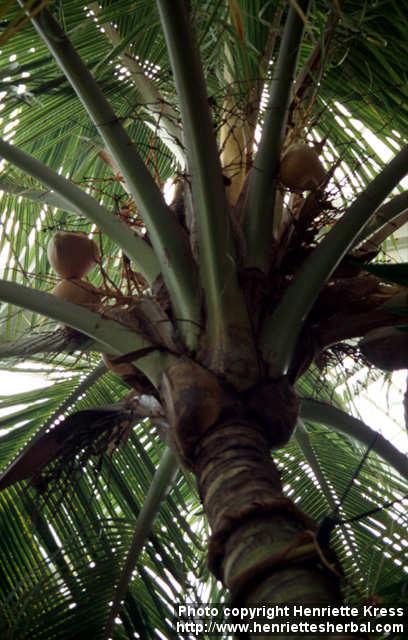 Photo: Cocos nucifera.