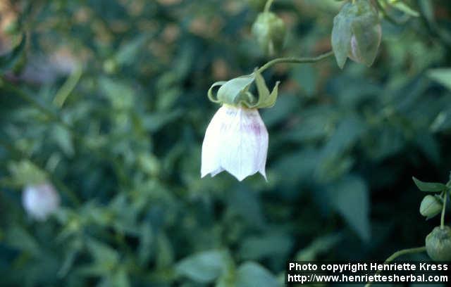 Photo: Codonopsis clematidea 1.