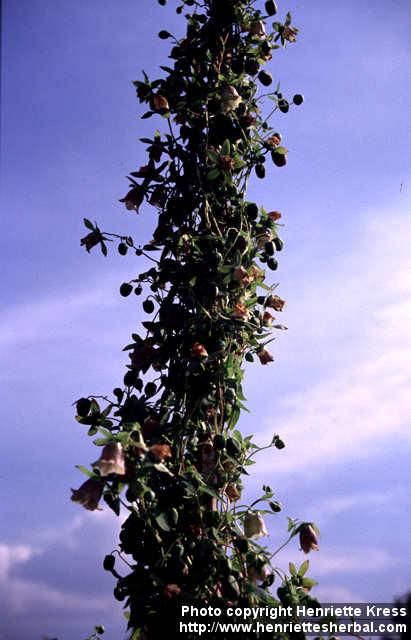 Photo: Codonopsis pilosula 4.